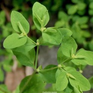 Euphorbia peplus.euphorbe des jardins.ésule ronde.euphorbiaceae.epèce envahissante. (1).jpeg