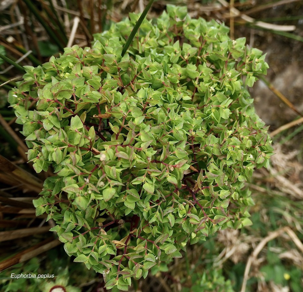 Euphorbia peplus.euphorbe des jardins.ésule ronde.euphorbiaceae.epèce envahissante..jpeg