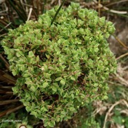 Euphorbia peplus.euphorbe des jardins.ésule ronde.euphorbiaceae.epèce envahissante..jpeg