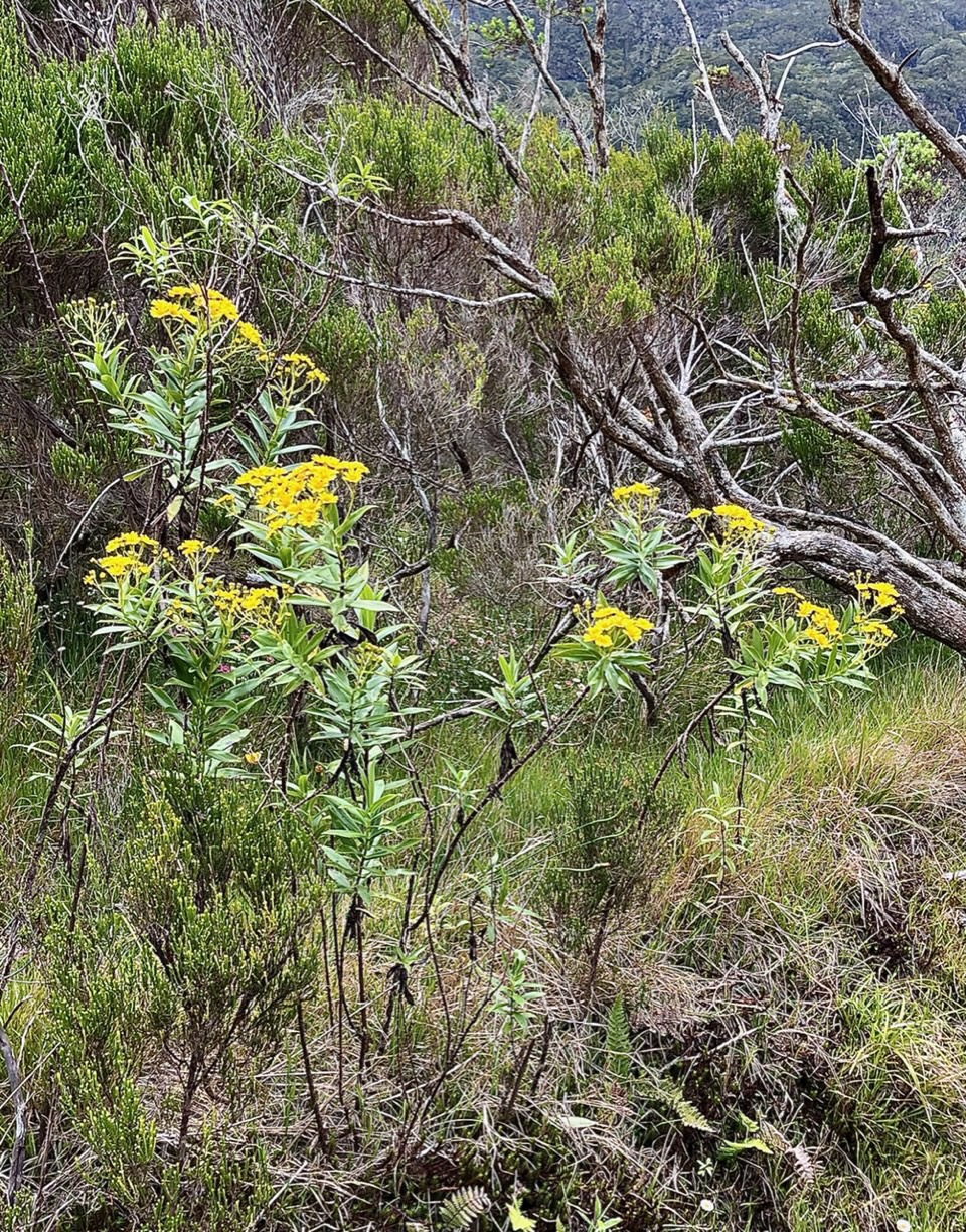 Faujasia salicifolia.chasse vieillesse.asteraceae.endémique Réunion..parmi les branles verts Erica reunionnensis.ericaceae. (1).jpeg