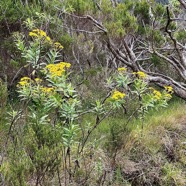 Faujasia salicifolia.chasse vieillesse.asteraceae.endémique Réunion..parmi les branles verts Erica reunionnensis.ericaceae. (1).jpeg