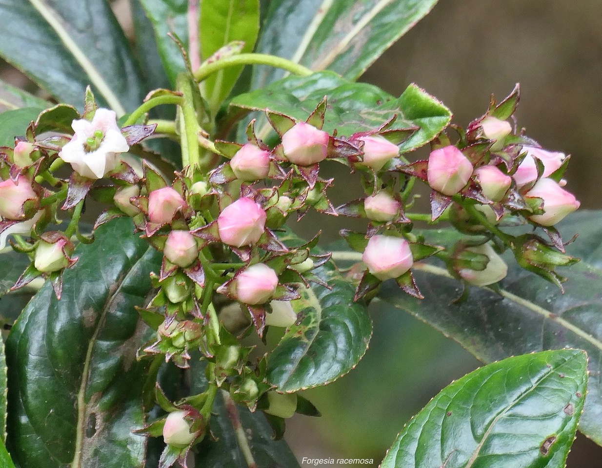 Forgesia racemosa.bois de Laurent-Martin.escalloniaceae.endémique Réunion. (1).jpeg