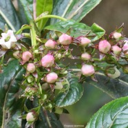 Forgesia racemosa.bois de Laurent-Martin.escalloniaceae.endémique Réunion. (1).jpeg