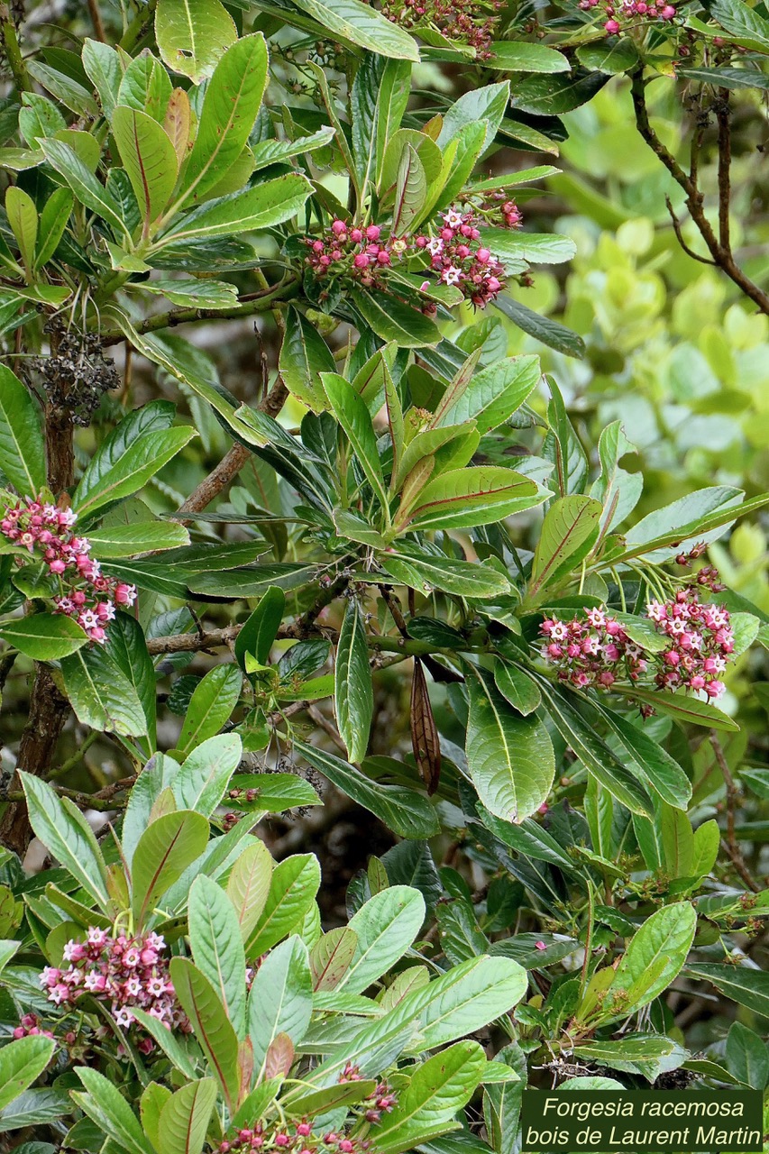 Forgesia racemosa.bois de Laurent-Martin.escalloniaceae.endémique Réunion..jpeg