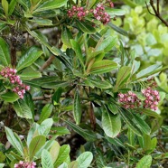 Forgesia racemosa.bois de Laurent-Martin.escalloniaceae.endémique Réunion..jpeg