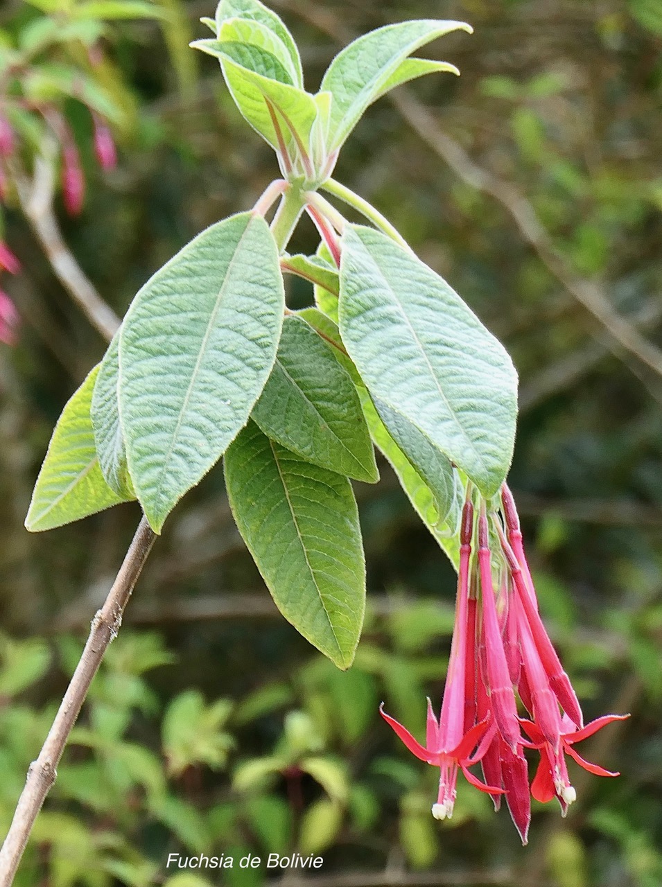 Fuchsia boliviana.fuchsia de Bolivie.fuchsia à grandes fleurs.onagraceae.espèce envahissante..jpeg