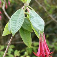 Fuchsia boliviana.fuchsia de Bolivie.fuchsia à grandes fleurs.onagraceae.espèce envahissante..jpeg