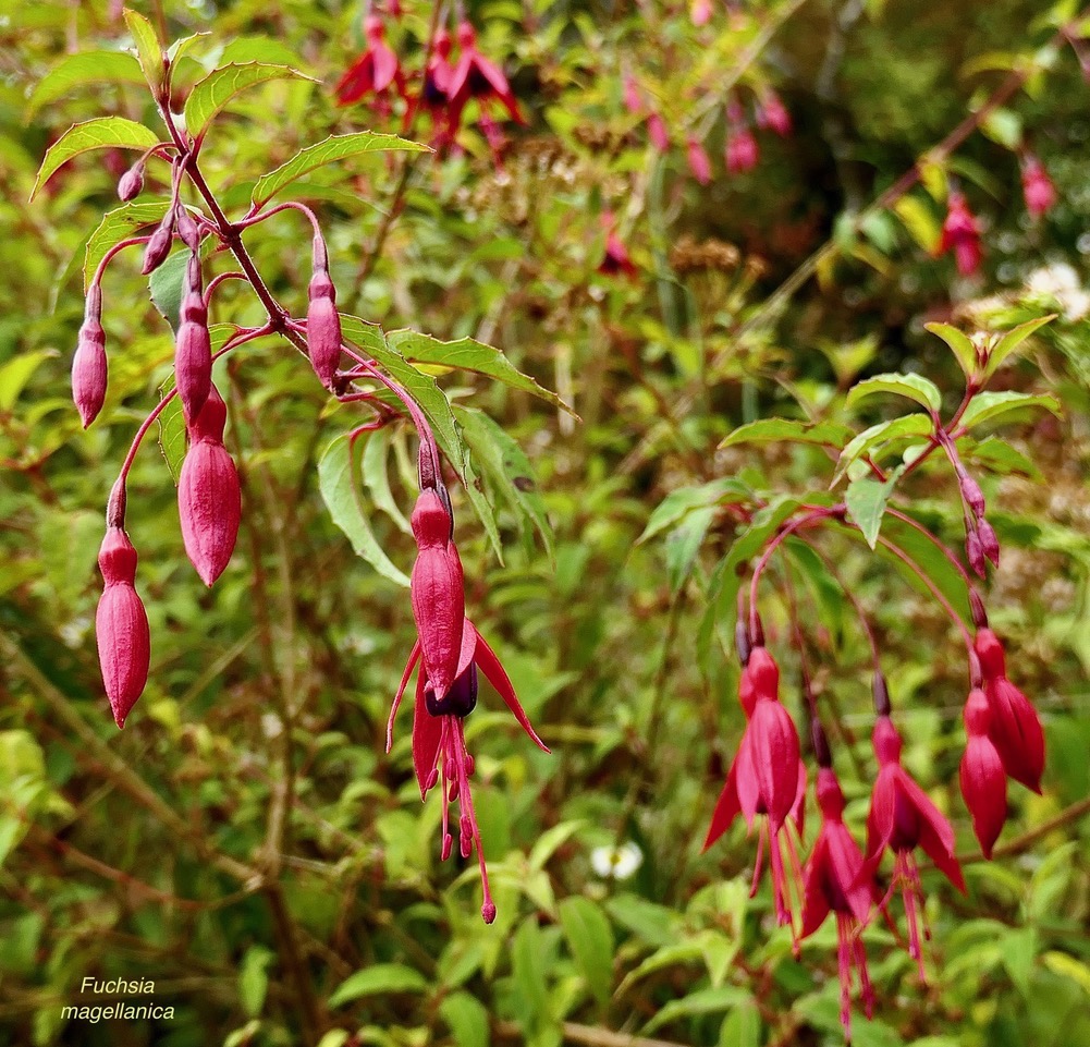 Fuchsia magellanica.Ti zanneau.onagraceae.amphinaturalisé. très envahissant..jpeg