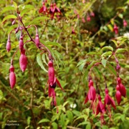 Fuchsia magellanica.Ti zanneau.onagraceae.amphinaturalisé. très envahissant..jpeg