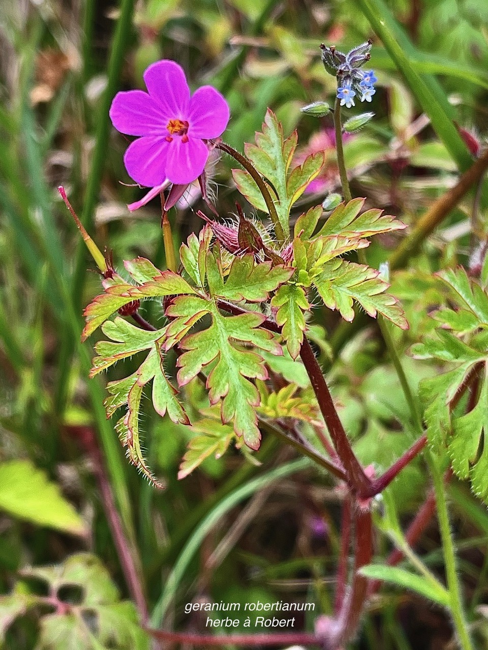 Geranium robertianum.herbe à Robert.geraniaceae.espèce envahissante  au premier plan et Myosotis discolor à l'arrière..jpeg