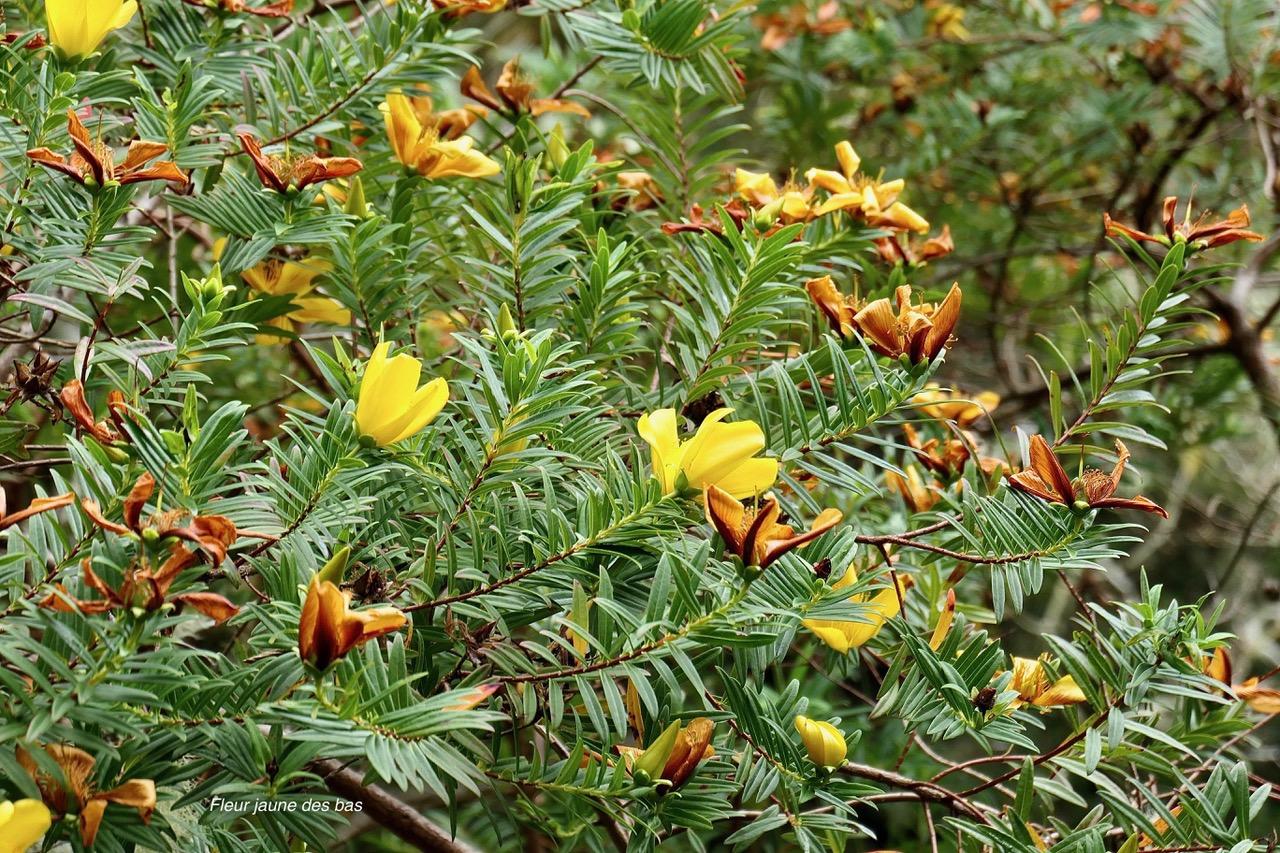 Hypericum lanceolatum subsp lanceolatum.fleur jaune des bas.hypericaceae.indigène Mascareignes..jpeg