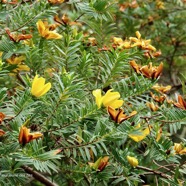 Hypericum lanceolatum subsp lanceolatum.fleur jaune des bas.hypericaceae.indigène Mascareignes..jpeg