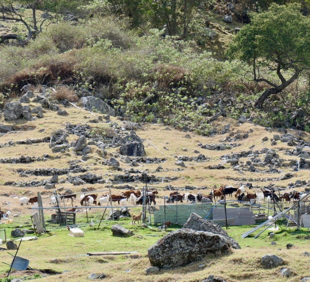 les chèvres ont remplacé les cerfs.jpeg