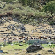 les chèvres ont remplacé les cerfs.jpeg