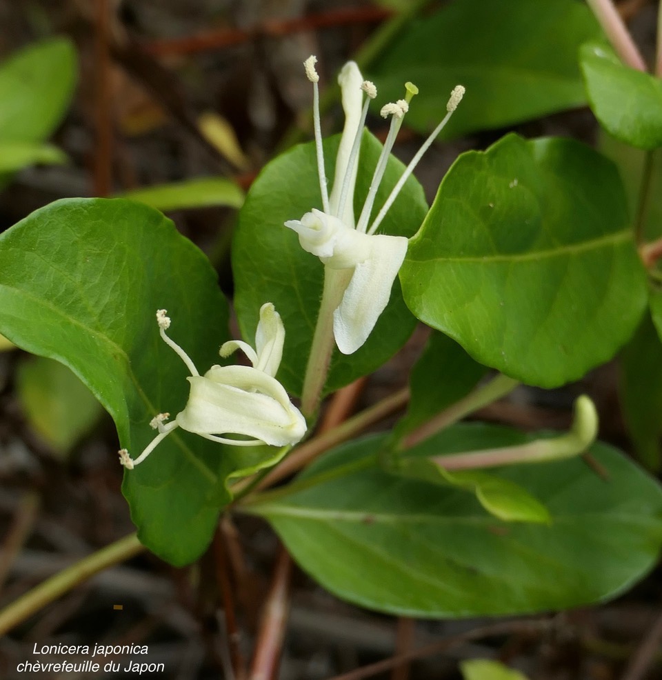 Lonicera japonica.chèvrefeuille du Japon.caprifoliaceae.espèce envahissante. (1).jpeg