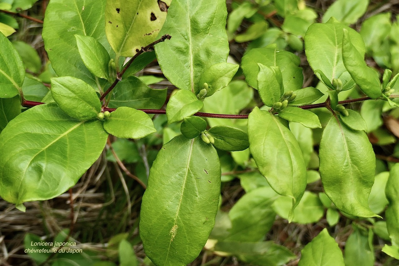 Lonicera japonica.chèvrefeuille du Japon.caprifoliaceae.espèce envahissante..jpeg