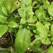 Lonicera japonica.chèvrefeuille du Japon.caprifoliaceae.espèce envahissante..jpeg