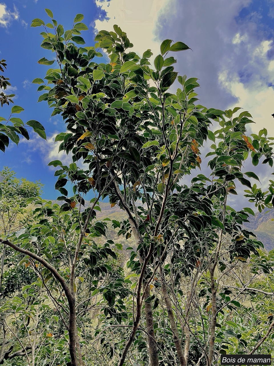 Maillardia borbonica  Bois de maman .bois de sagaye.moraceae. endémique Réunion (1).jpeg