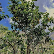 Maillardia borbonica  Bois de maman .bois de sagaye.moraceae. endémique Réunion (1).jpeg