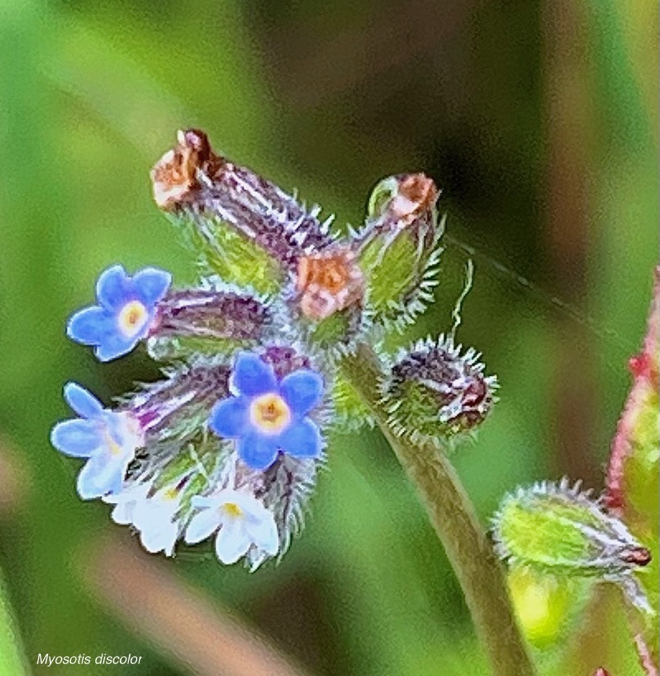 Myosotis discolor.myosotis discolore.boraginaceae.stenonaturalisé (1).jpeg