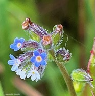 Myosotis discolor.myosotis discolore.boraginaceae.stenonaturalisé (1).jpeg