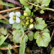 Nasturtium officinale.cresson..brassicaceae.stenonaturalisé..jpeg