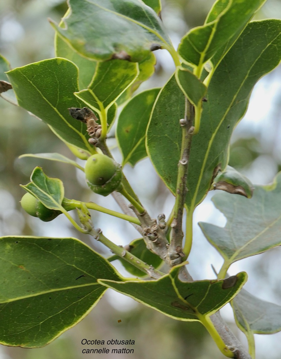 Ocotea obtusata.cannelle marron . (avec fruits ) lauraceae. endémique Réunion Maurice..jpeg