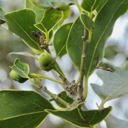 Ocotea obtusata.cannelle marron . (avec fruits ) lauraceae. endémique Réunion Maurice..jpeg