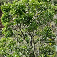 Ocotea obtusata.cannelle marron .lauraceae. endémique Réunion Maurice. et Eugenia buxifolia .bois de nèfles à petites feuilles.myrtaceae. endémique Réunion. en bas à droite.jpeg