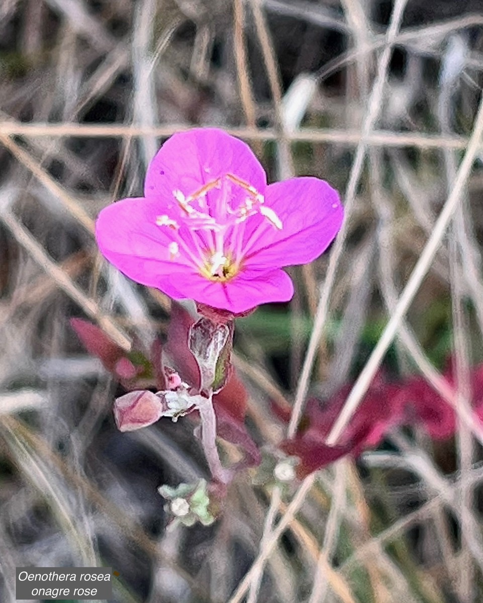 Oenothera rosea   onagre rose onagraceae.espèce envahissante.jpeg