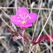 Oenothera rosea   onagre rose onagraceae.espèce envahissante.jpeg