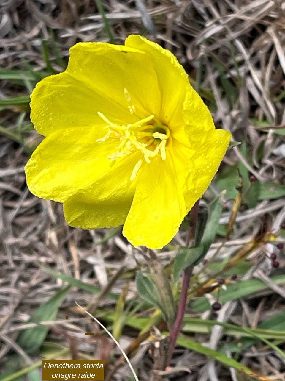 Oenothera stricta. onagre raide.onagraceae.potentiellement envahissante.jpeg