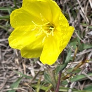 Oenothera stricta. onagre raide.onagraceae.potentiellement envahissante.jpeg