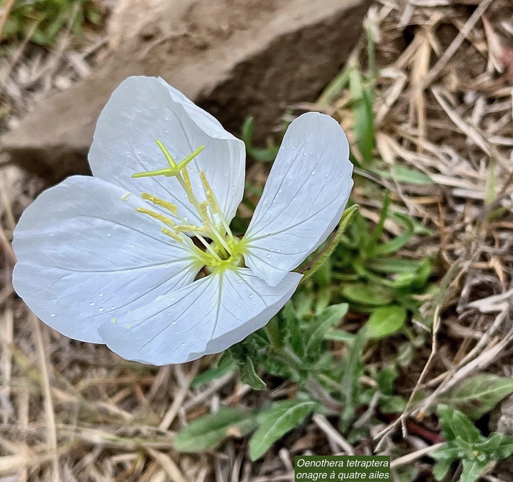 Oenothera tetraptera.onagre à quatre ailes.onagraceae.espèce cultivée..jpeg