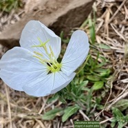 Oenothera tetraptera.onagre à quatre ailes.onagraceae.espèce cultivée..jpeg