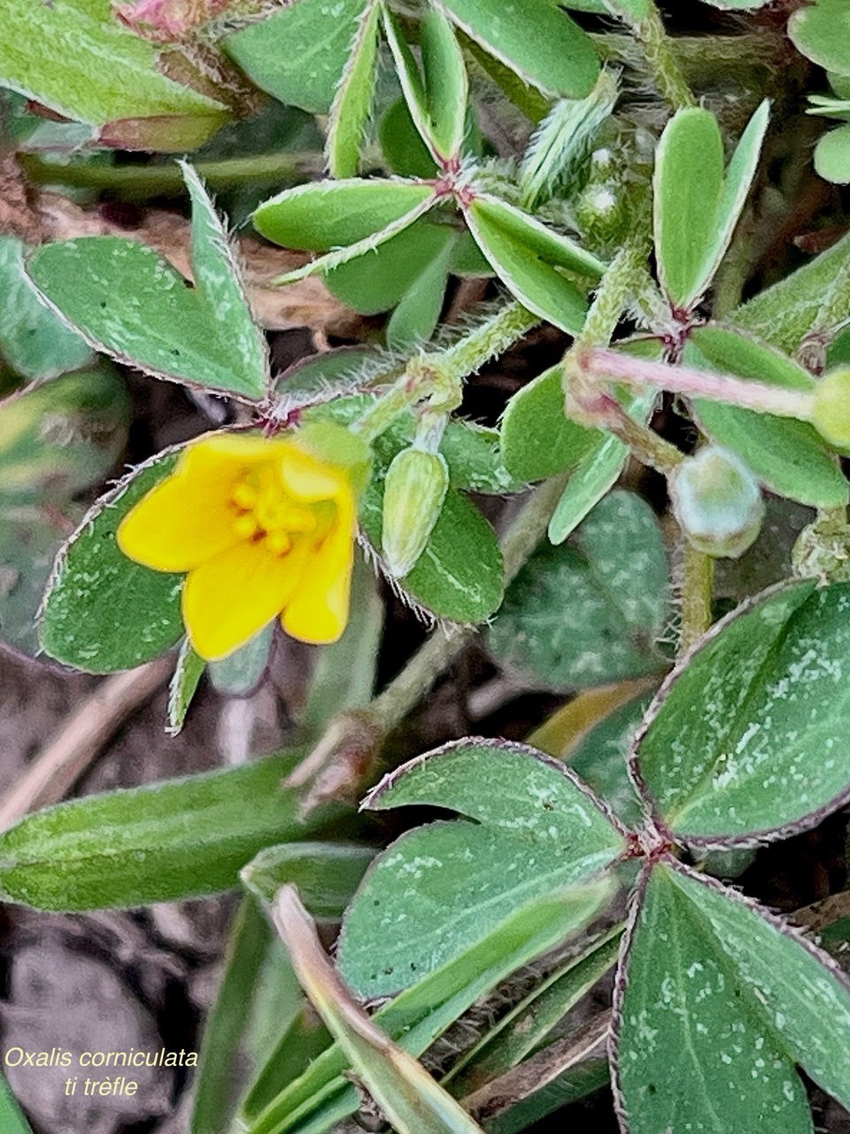 Oxalis corniculata.ti trèfle.oxalideae.amphinaturalisé. (1).jpeg