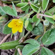 Oxalis corniculata.ti trèfle.oxalideae.amphinaturalisé. (1).jpeg