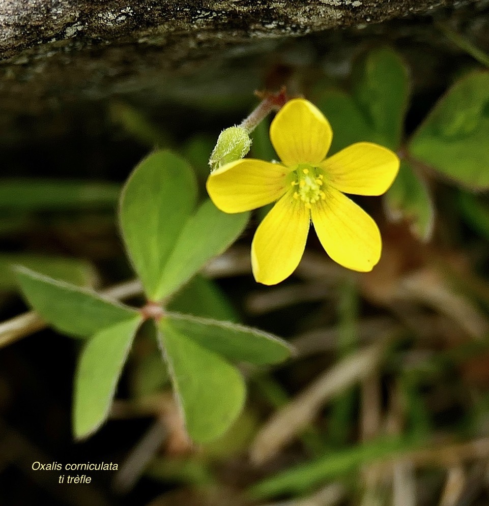 Oxalis corniculata.ti trèfle.oxalideae.amphinaturalisé..jpeg