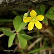 Oxalis corniculata.ti trèfle.oxalideae.amphinaturalisé..jpeg