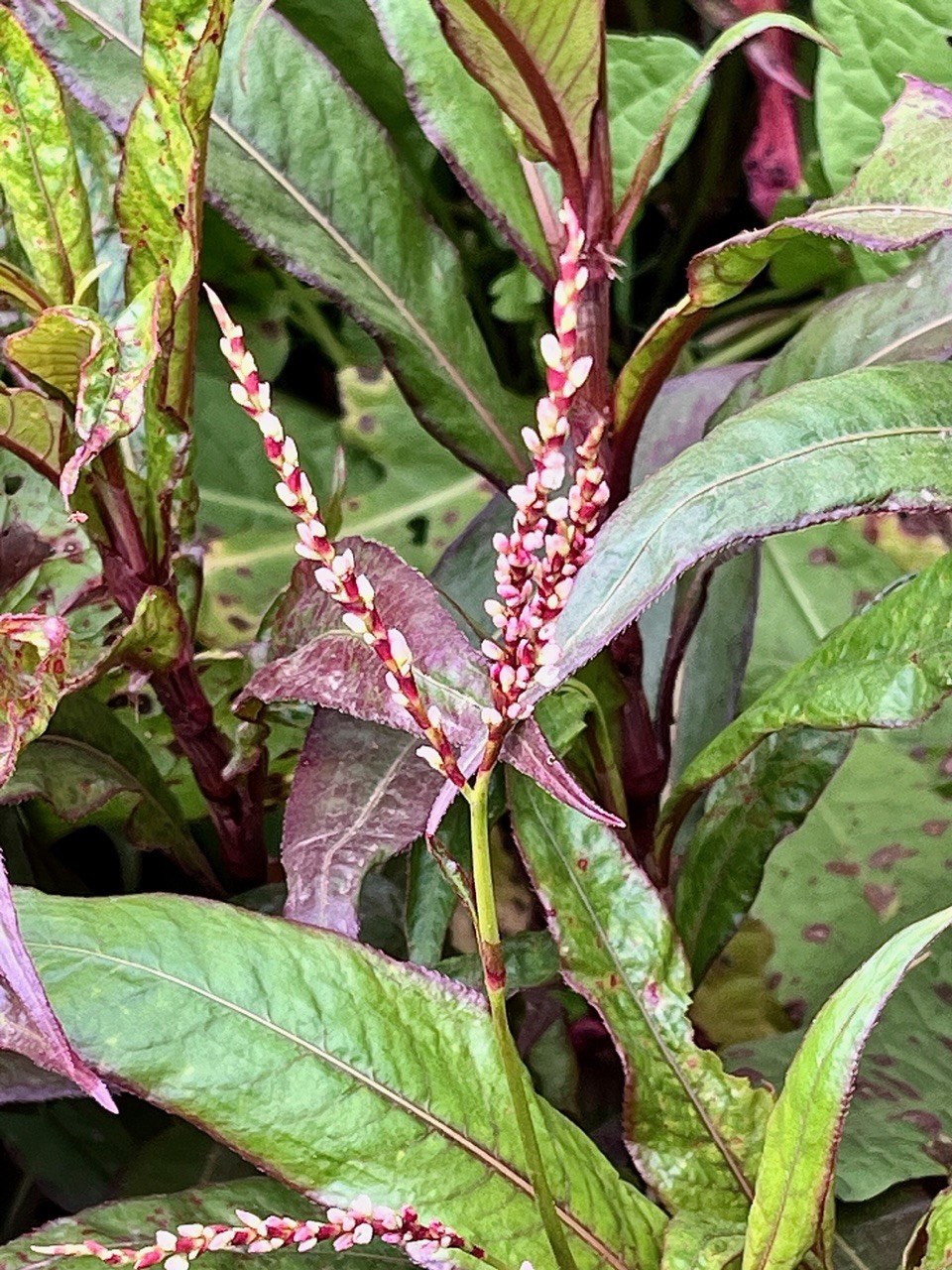 Persicaria poiretii.persicaire.perce-coeur.polygonacée.endémique Réunion Maurice..jpeg