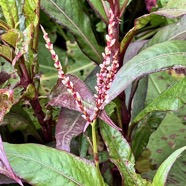 Persicaria poiretii.persicaire.perce-coeur.polygonacée.endémique Réunion Maurice..jpeg