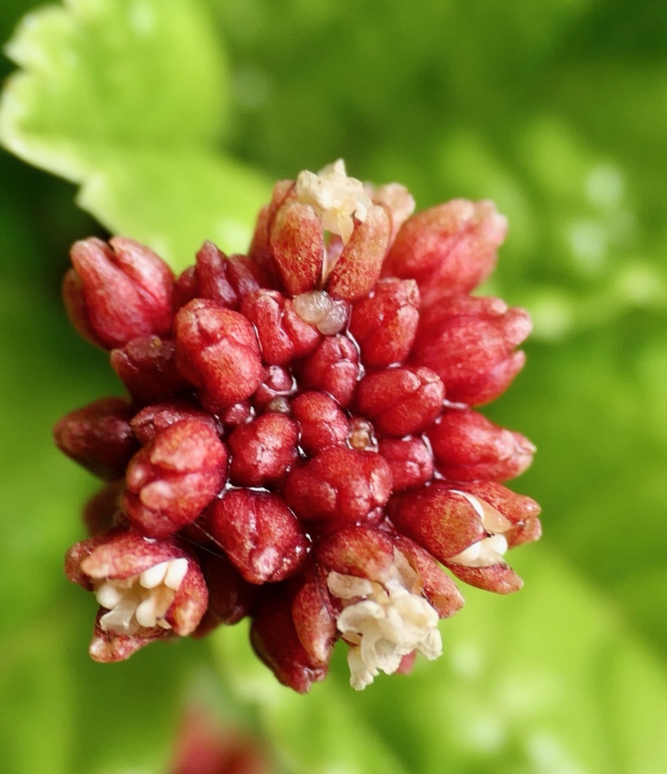 Pilea umbellata ??? inflorescence .urticacee.endémique Réunion..jpeg