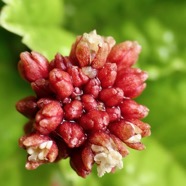 Pilea umbellata ??? inflorescence .urticacee.endémique Réunion..jpeg