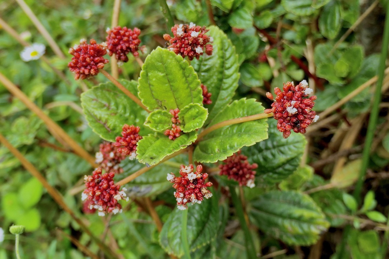 Pilea umbellata ??? urticacee.endémique Réunion..jpeg