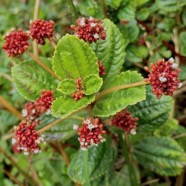 Pilea umbellata ??? urticacee.endémique Réunion..jpeg