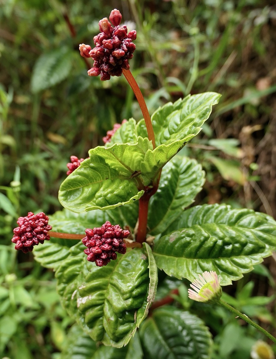 Pilea umbellata urticacee.endémique Réunion. ???.jpeg