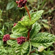 Pilea umbellata urticacee.endémique Réunion. ???.jpeg