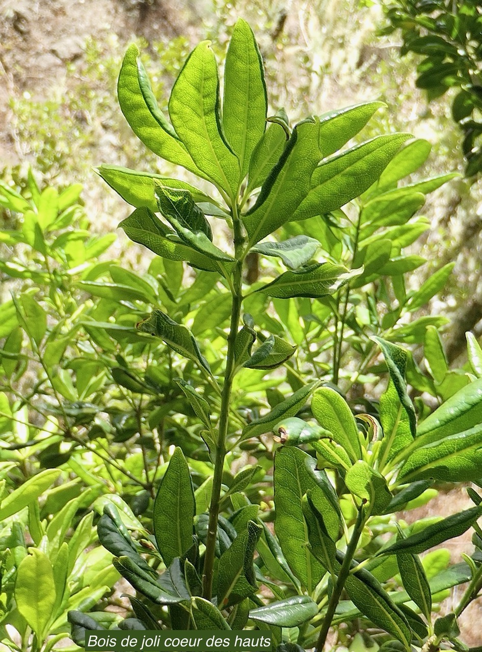 Pittosporum senacia.subsp reticulatum.bois de joli coeur des hauts.pittosporaceae.endémique Réunion. (1).jpeg