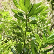 Pittosporum senacia.subsp reticulatum.bois de joli coeur des hauts.pittosporaceae.endémique Réunion. (1).jpeg