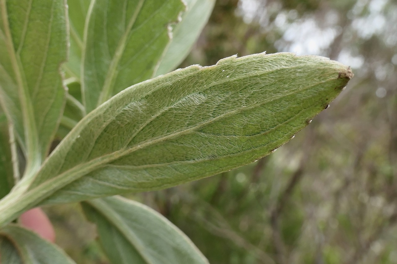 Psiadia  melastomatoides.? ? ? Psiadia montana?? asteraceae.endémique Réunion. (2).jpeg